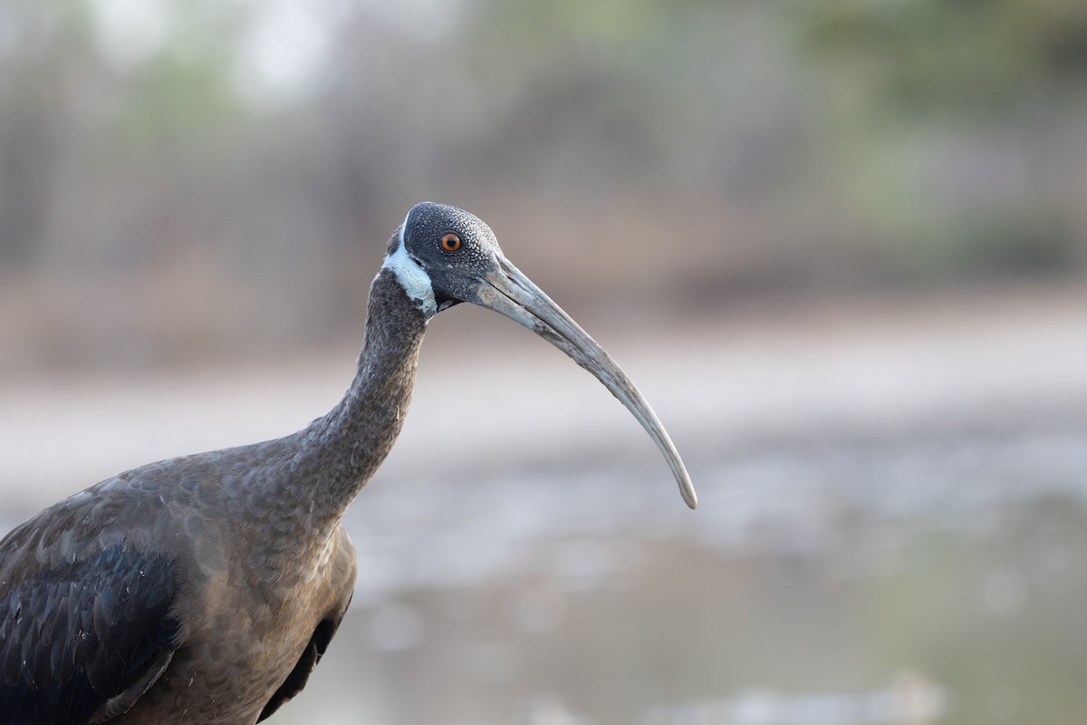White-shouldered Ibis - ML634332564