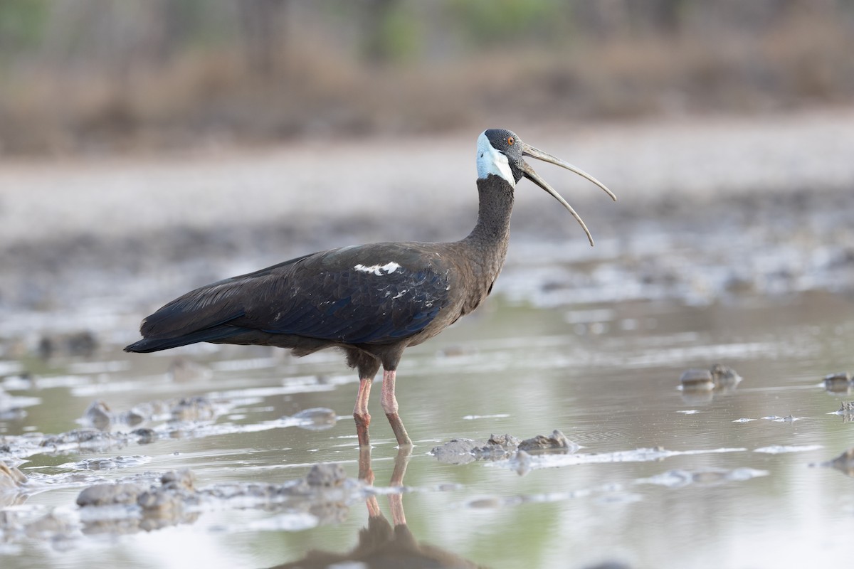 White-shouldered Ibis - ML634332565