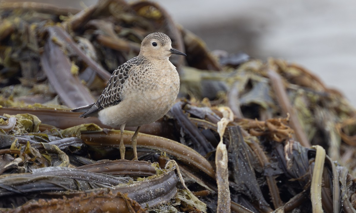 Buff-breasted Sandpiper - ML634332580