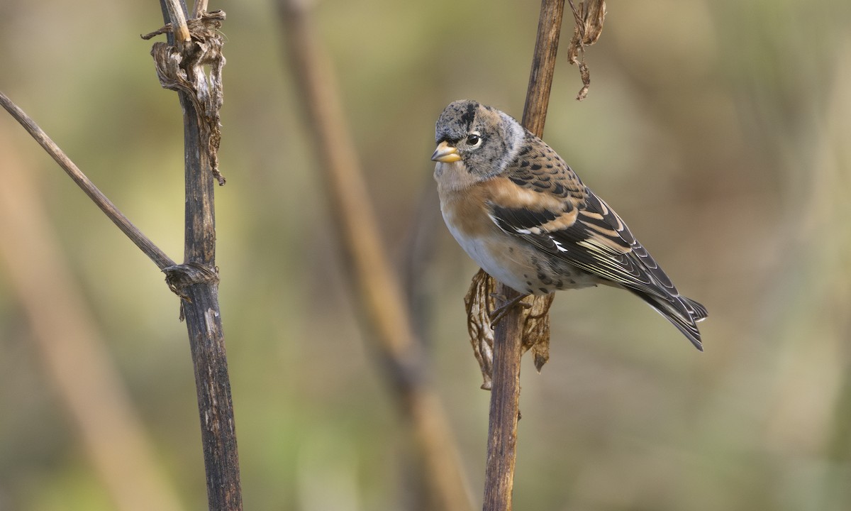 Brambling - ML634332601