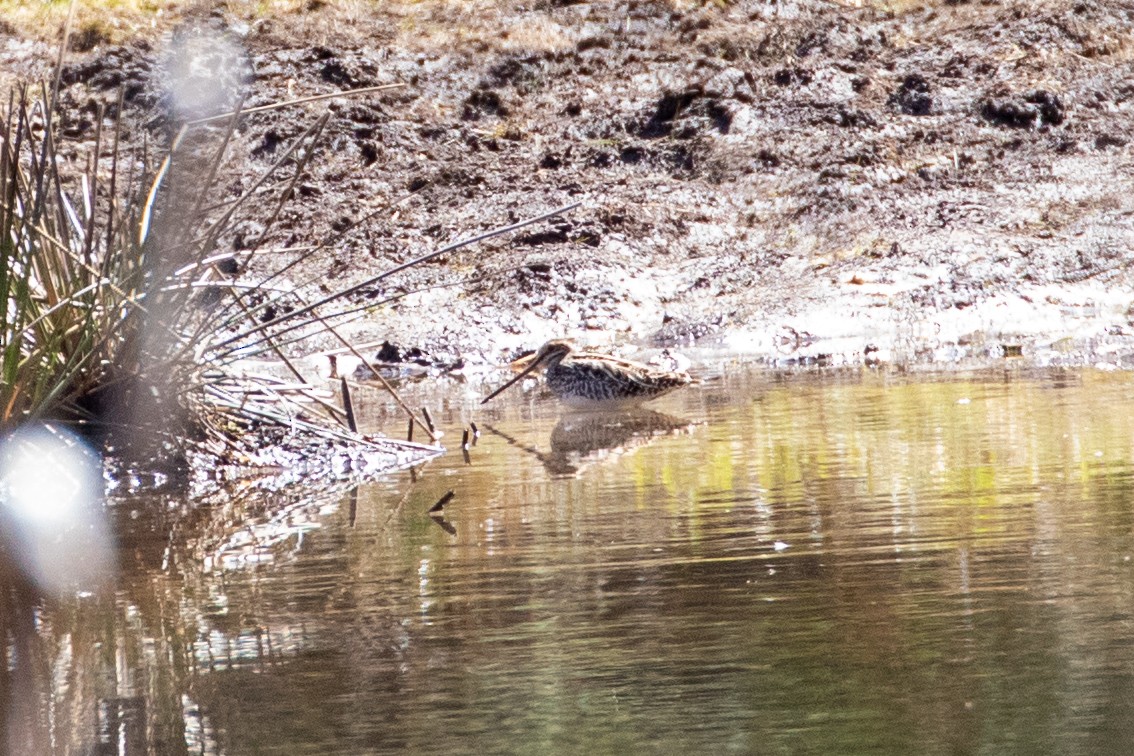 Wilson's Snipe - ML634332648