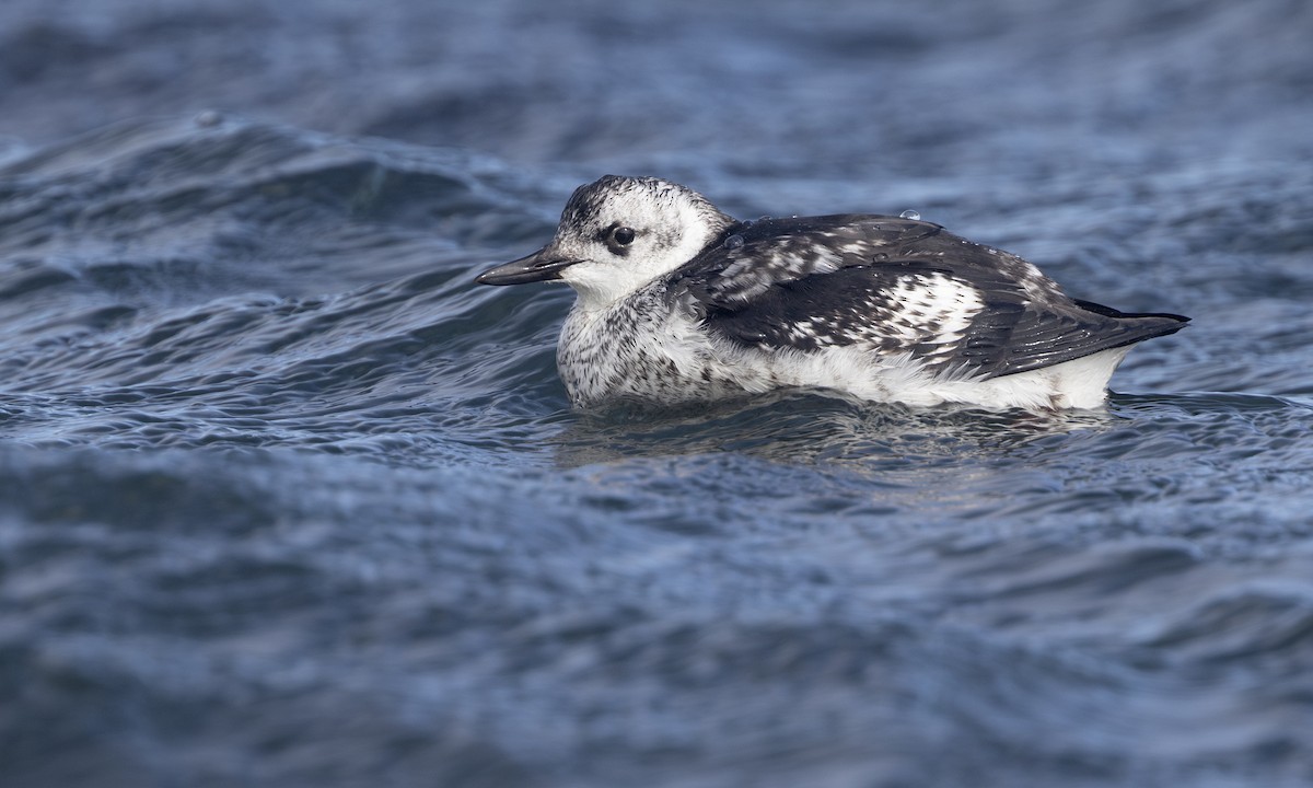Pigeon Guillemot - ML634332650