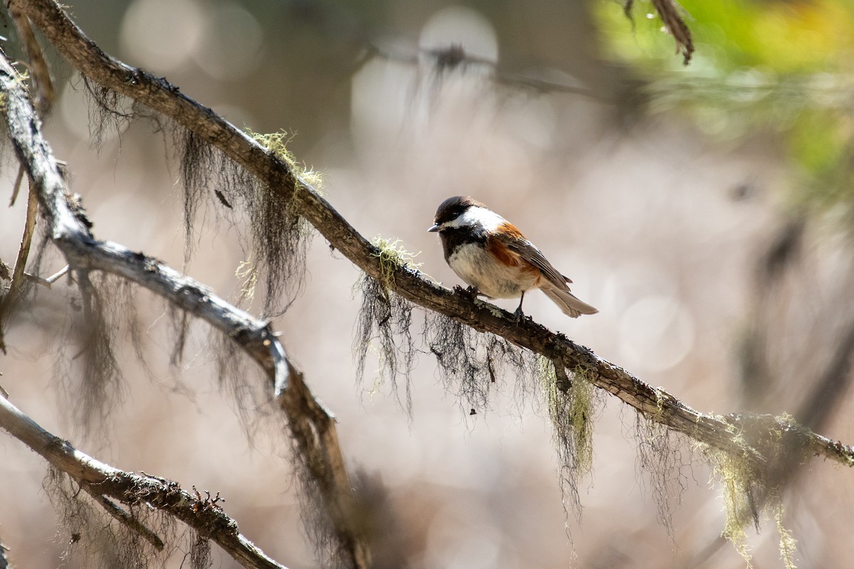 Chestnut-backed Chickadee - ML634332653