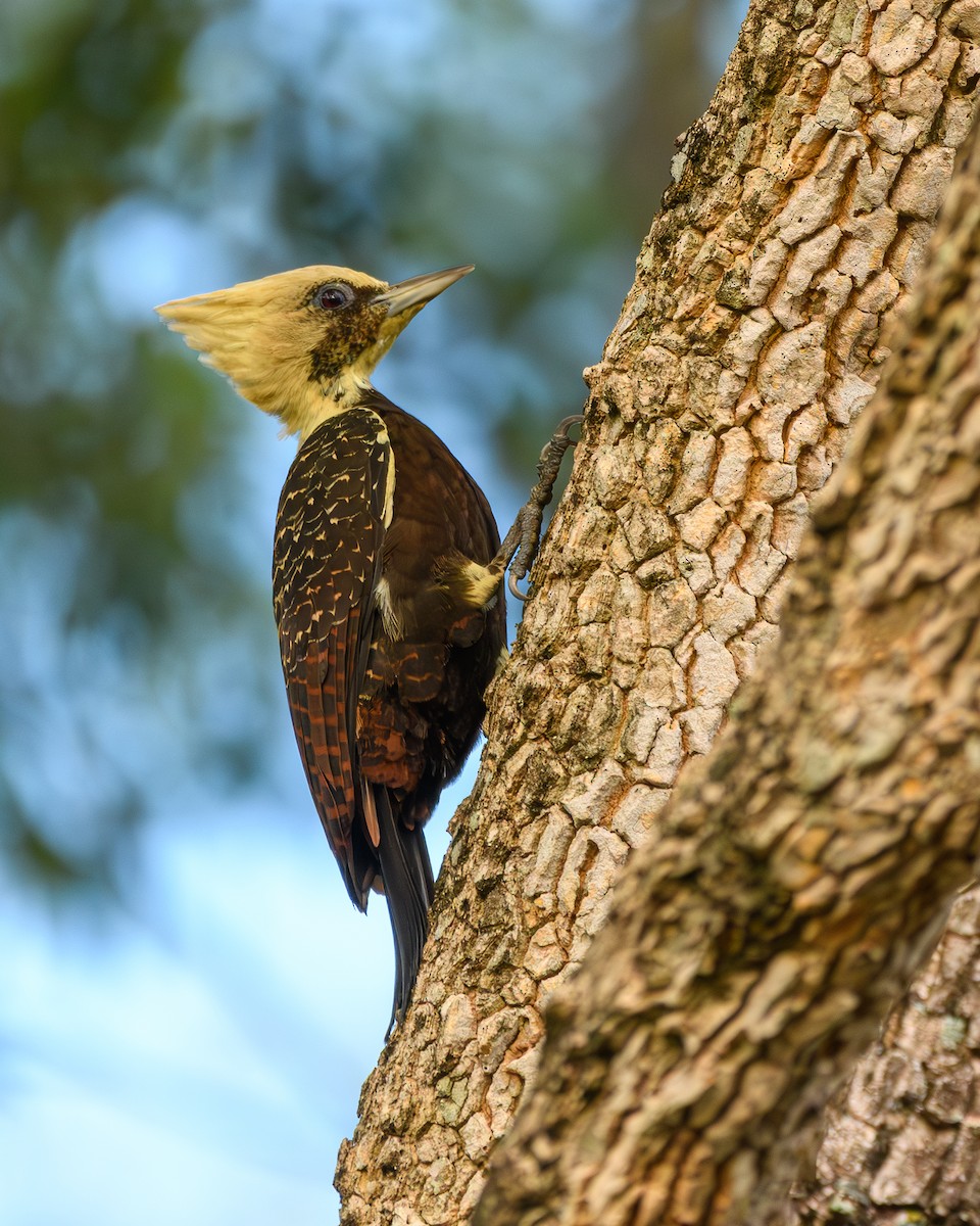 Pale-crested Woodpecker - ML634332696