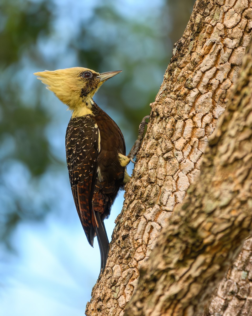Pale-crested Woodpecker - ML634332697