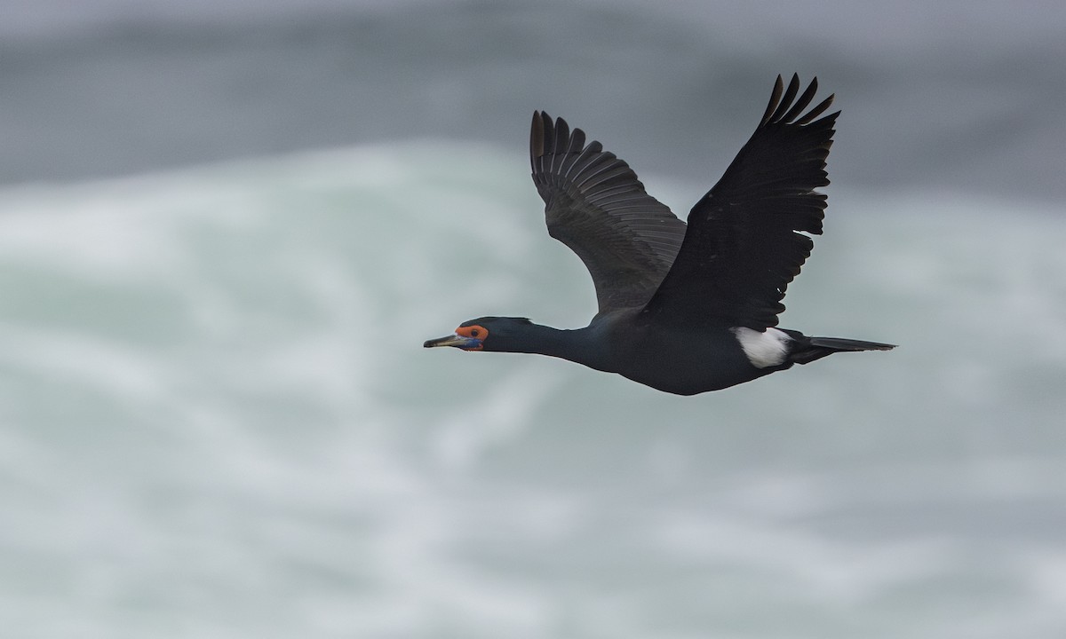 Red-faced Cormorant - ML634332742
