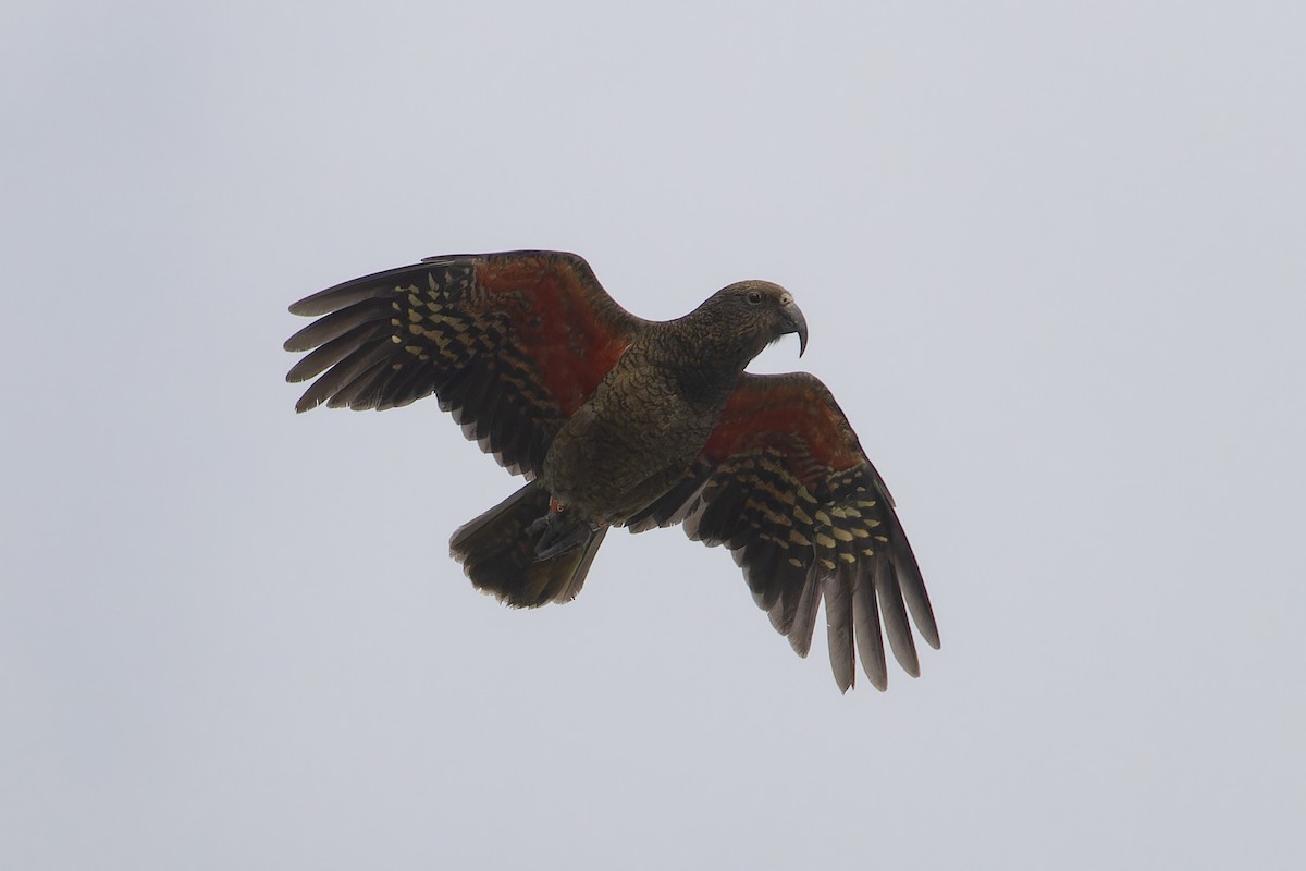 Kea - ML634332914