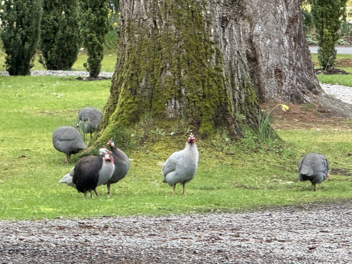 Helmeted Guineafowl - ML634332918