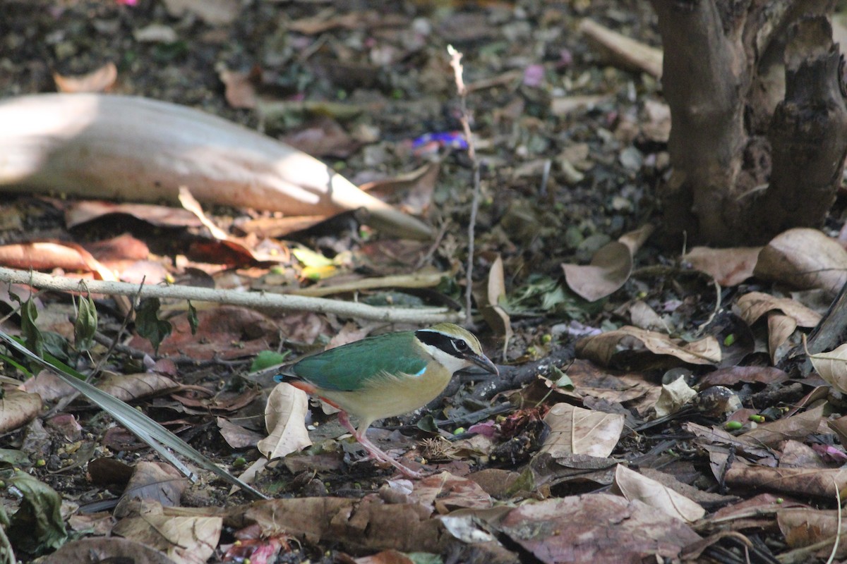 Indian Pitta - ML634332931