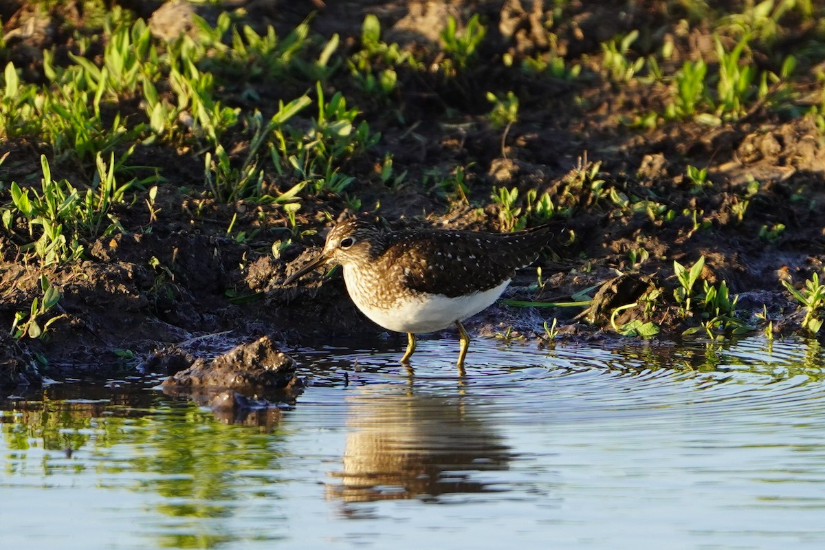 Solitary Sandpiper - ML634333139
