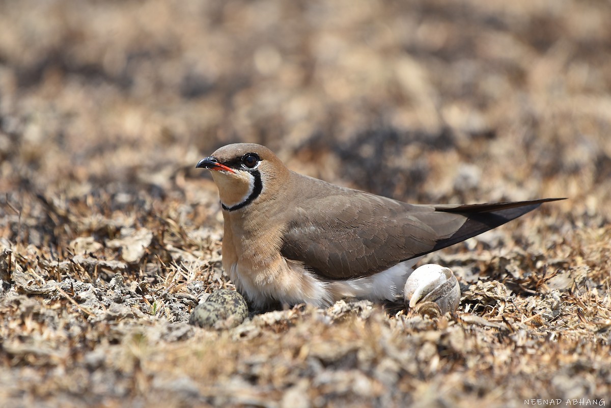 Oriental Pratincole - ML634333149