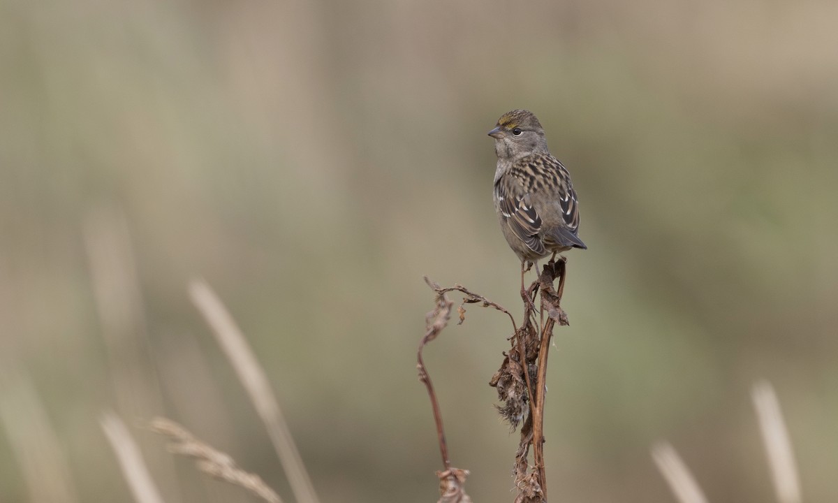 Golden-crowned Sparrow - ML634333288