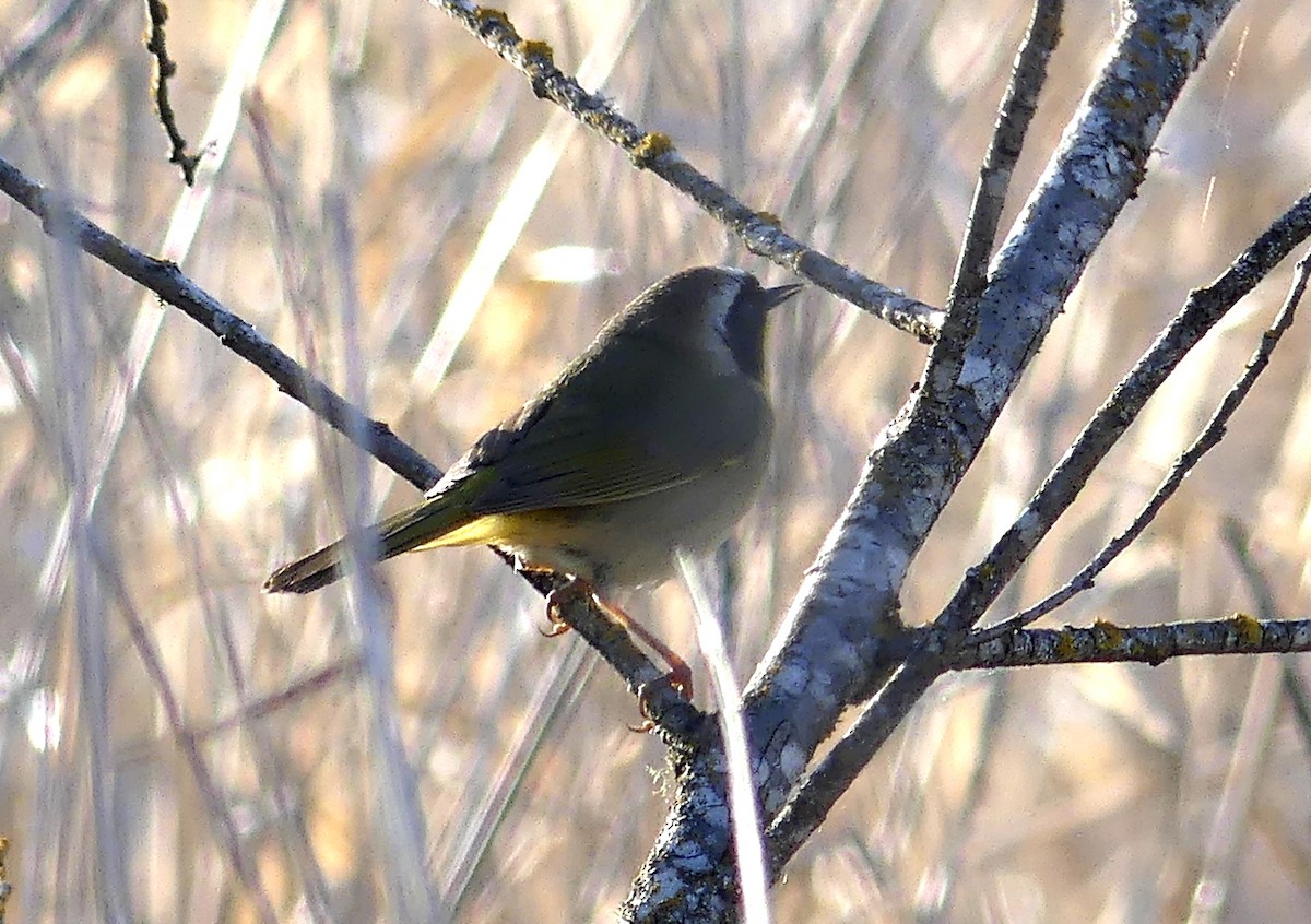 Common Yellowthroat - ML634333310