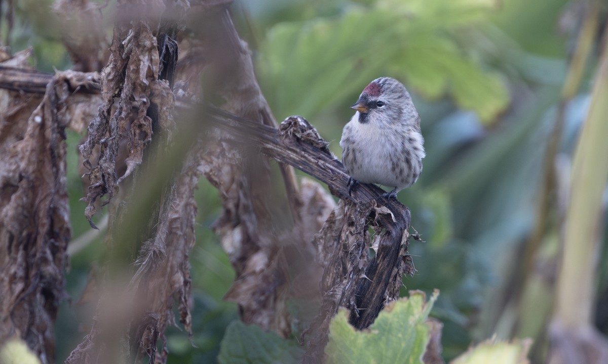 Redpoll (Common) - ML634333341