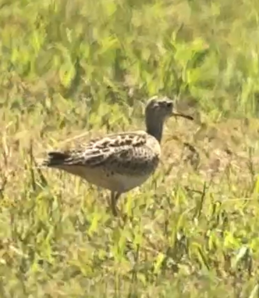 Upland Sandpiper - ML634333351