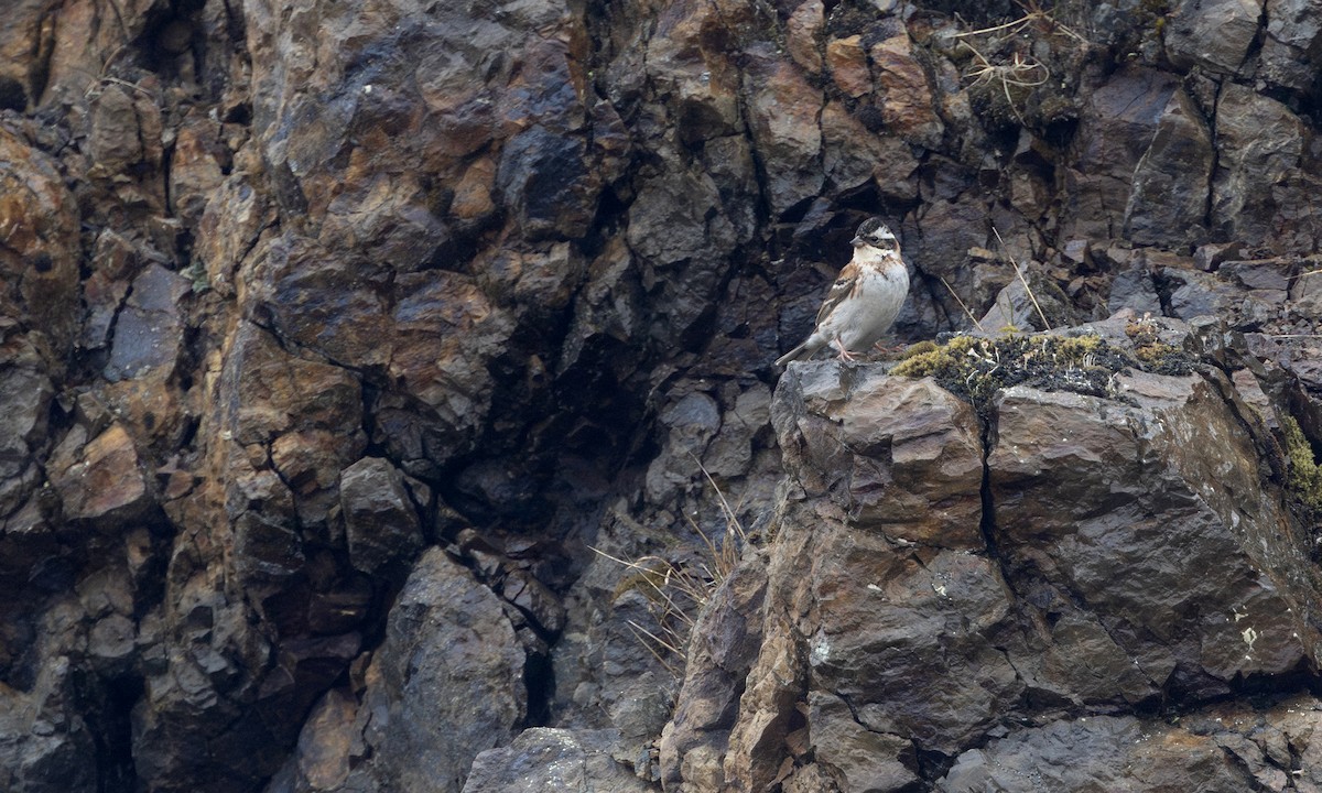Rustic Bunting - ML634333383