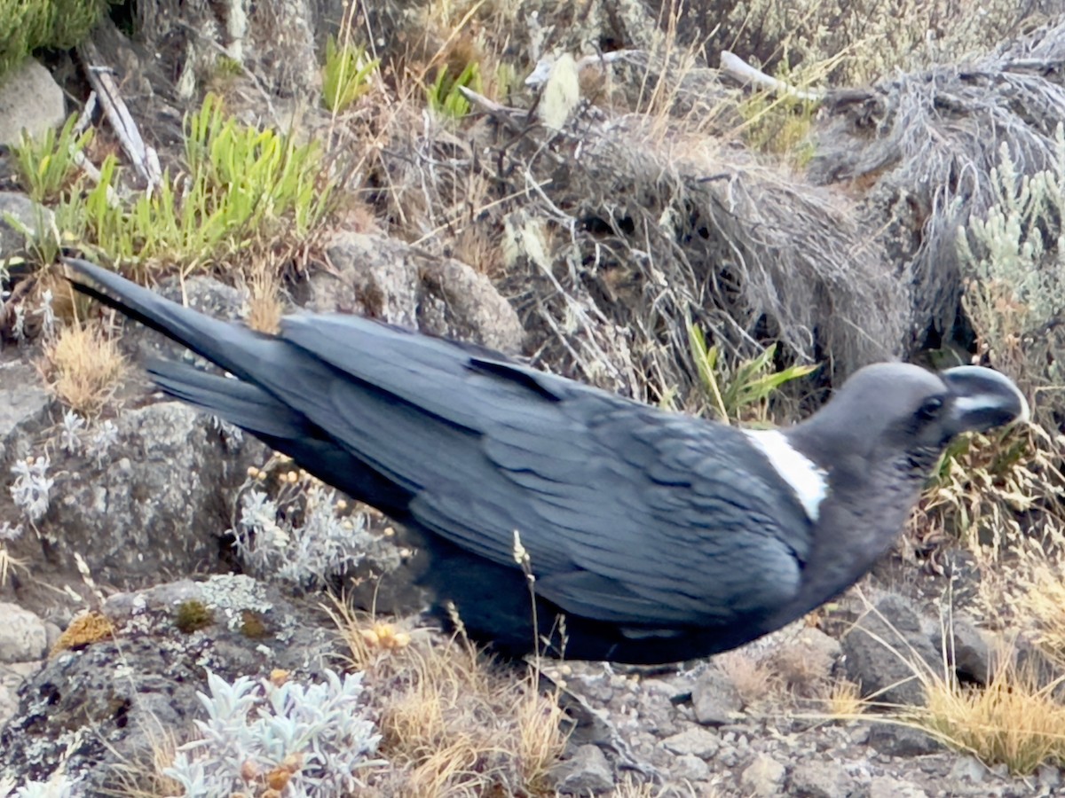 White-necked Raven - ML634333384