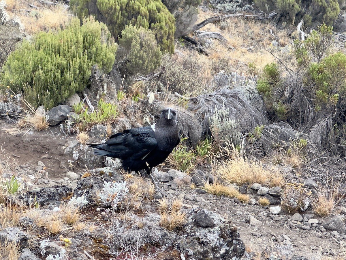 White-necked Raven - ML634333385