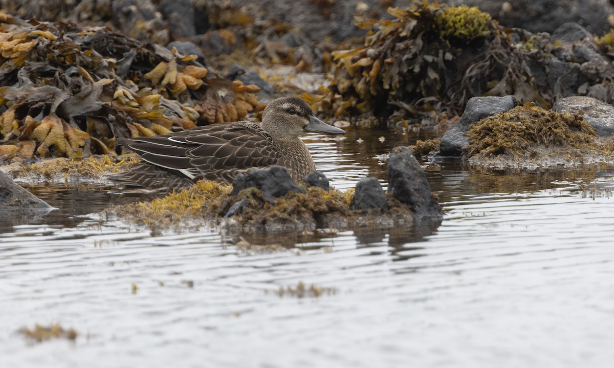 Garganey - ML634333410