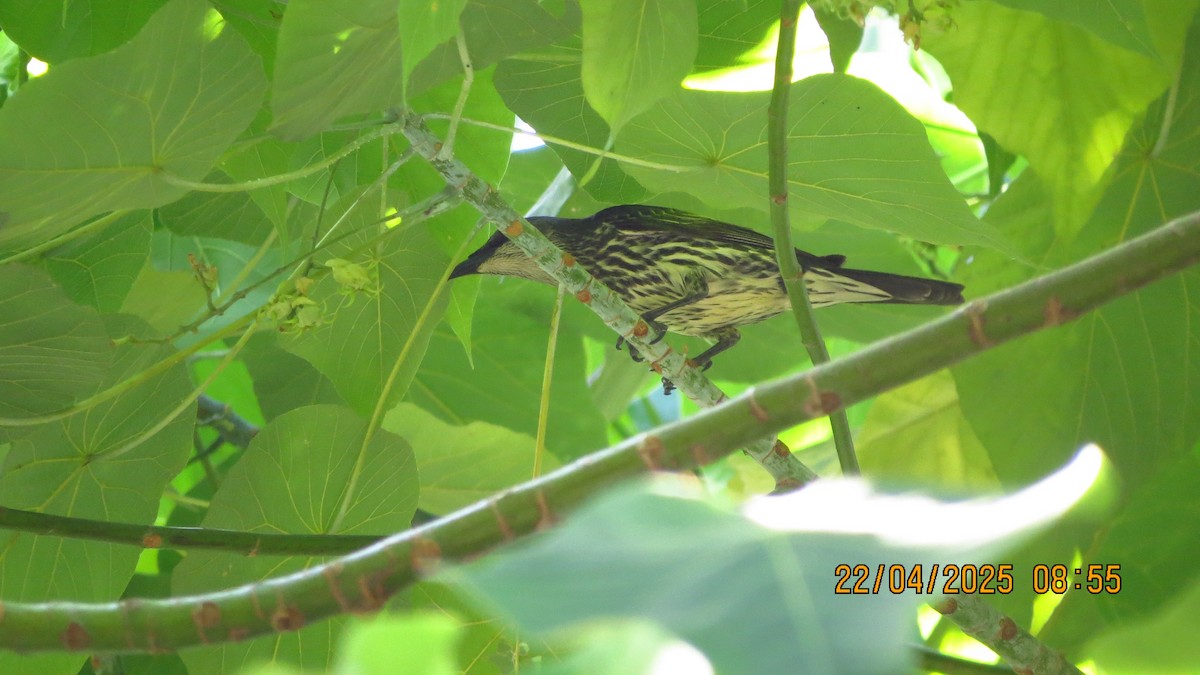Asian Glossy Starling - ML634333440