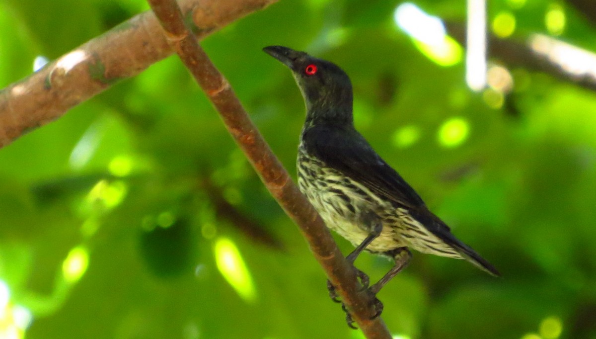 Asian Glossy Starling - ML634333441