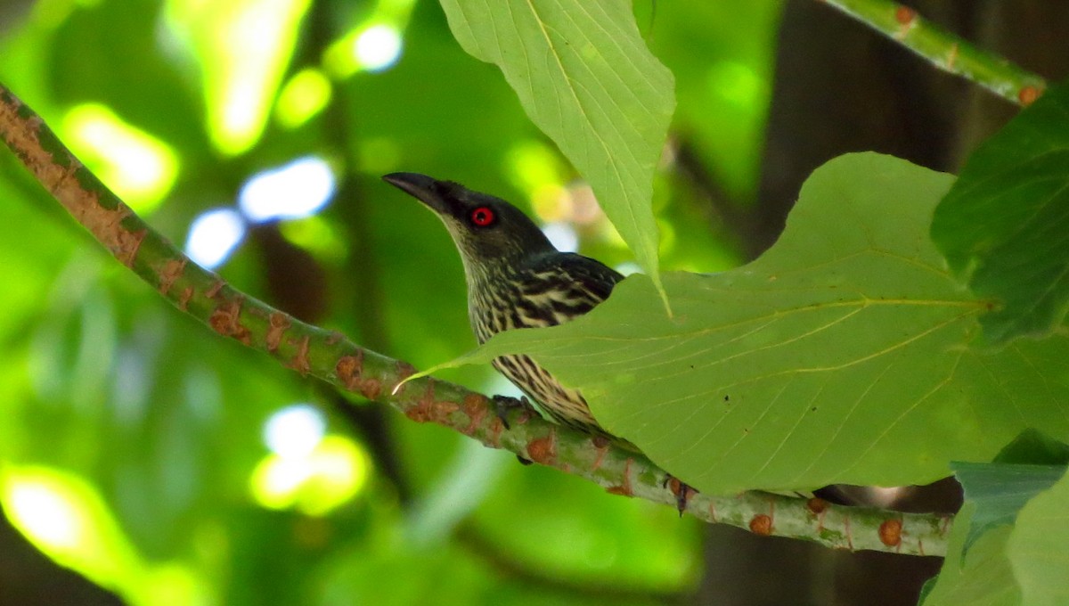 Asian Glossy Starling - ML634333442