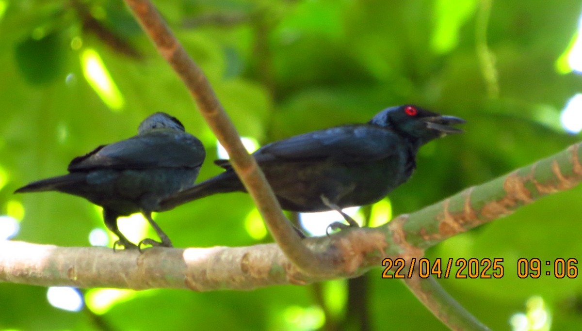Asian Glossy Starling - ML634333443