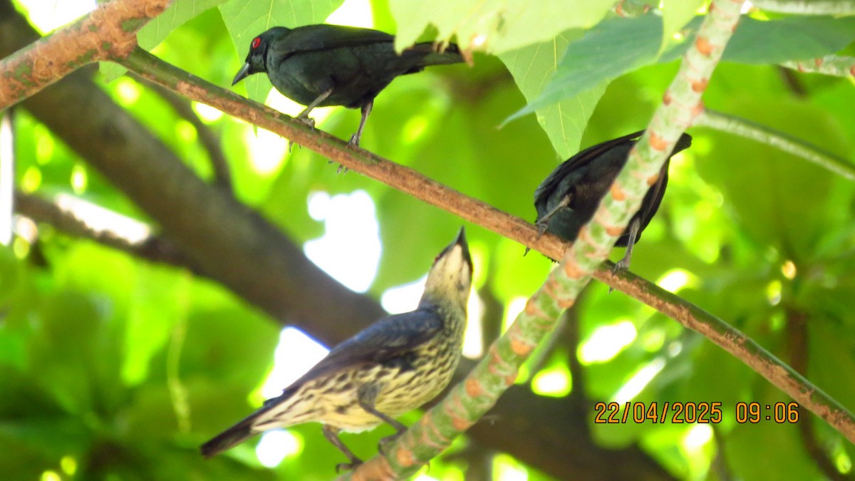 Asian Glossy Starling - ML634333444