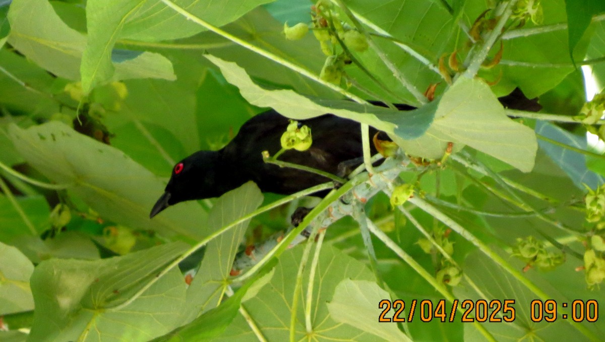 Asian Glossy Starling - ML634333445