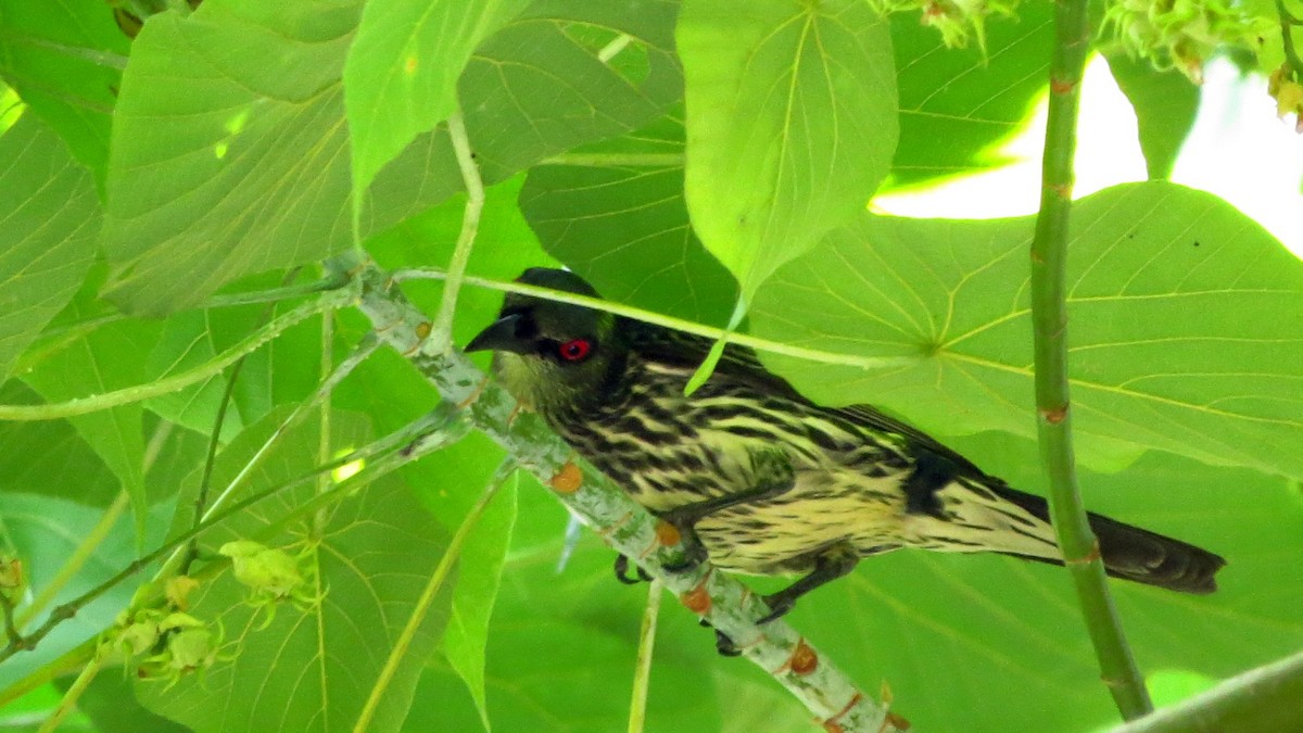 Asian Glossy Starling - ML634333446
