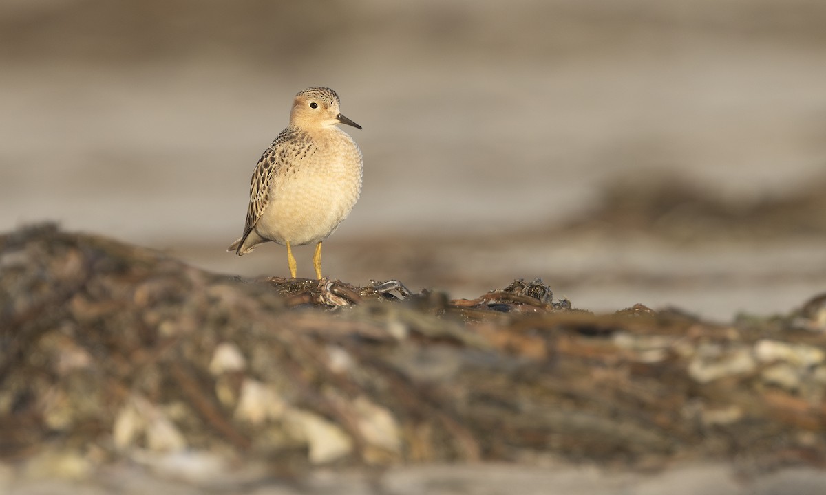 Buff-breasted Sandpiper - ML634333461