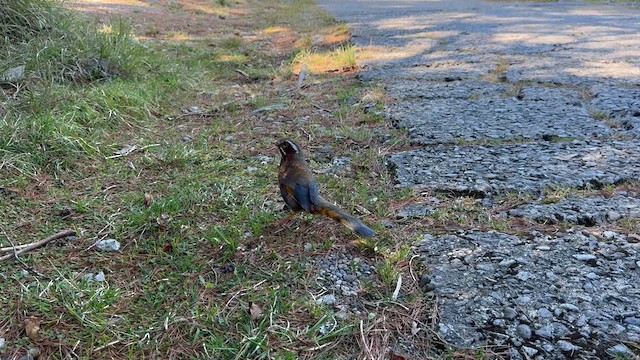 White-whiskered Laughingthrush - ML634333510