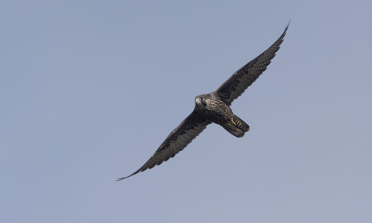 Peregrine Falcon (Peale's) - ML634333516