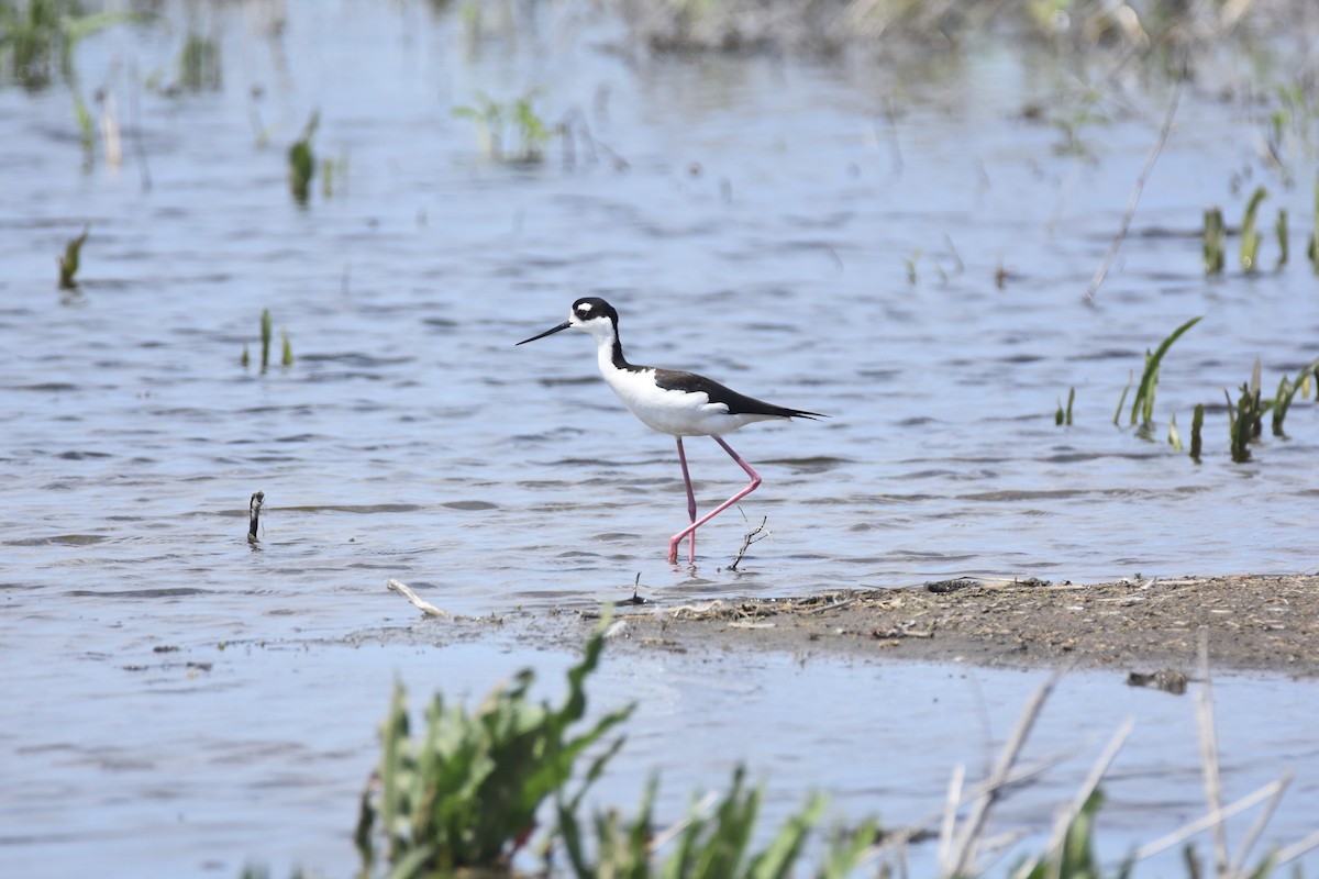 Black-necked Stilt - ML634333599
