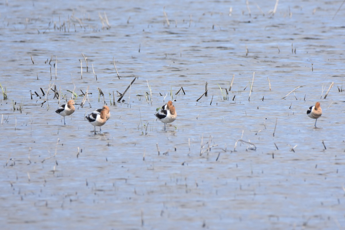 American Avocet - ML634333603