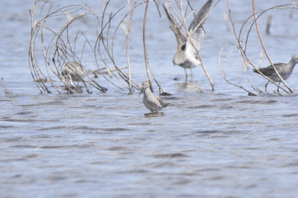 Stilt Sandpiper - ML634333608