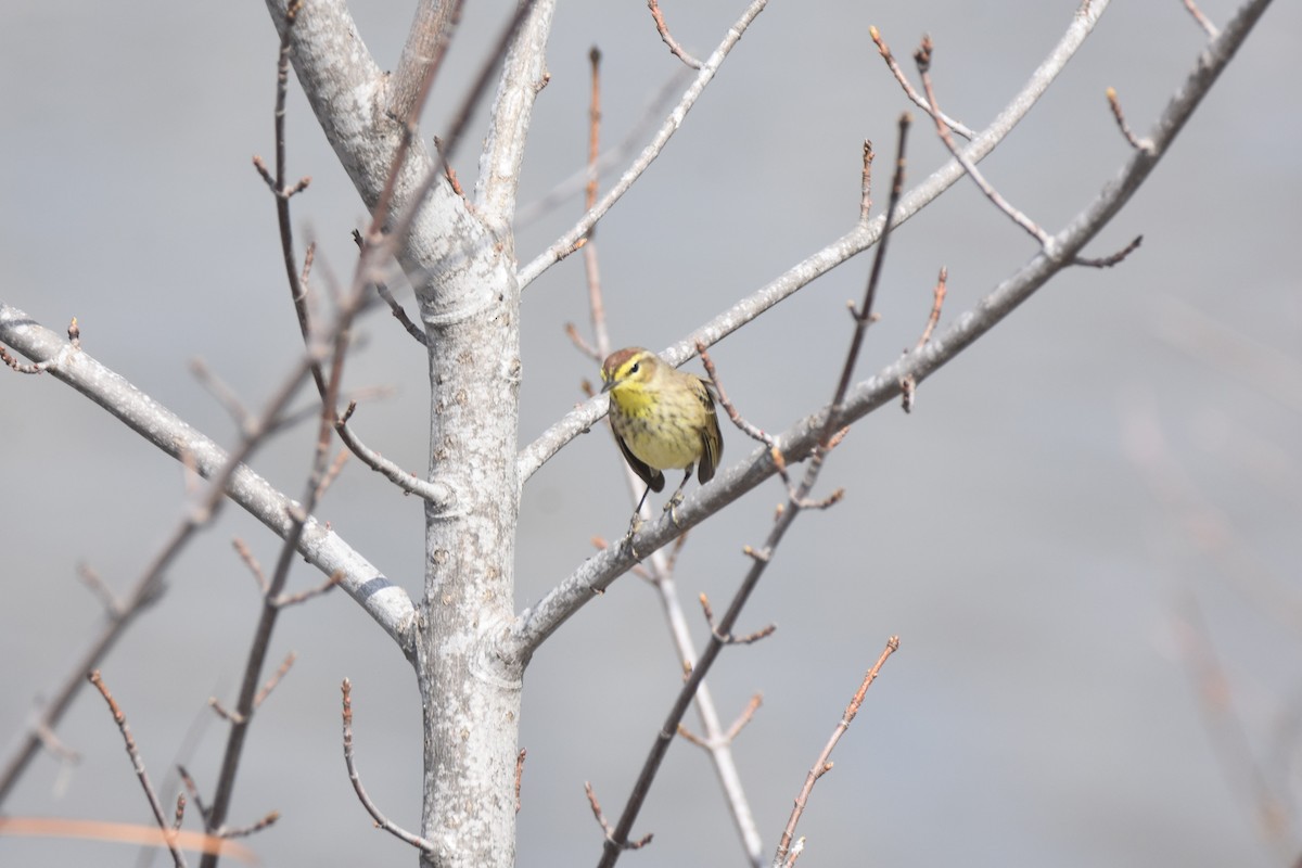 Palm Warbler (Western) - ML634333613