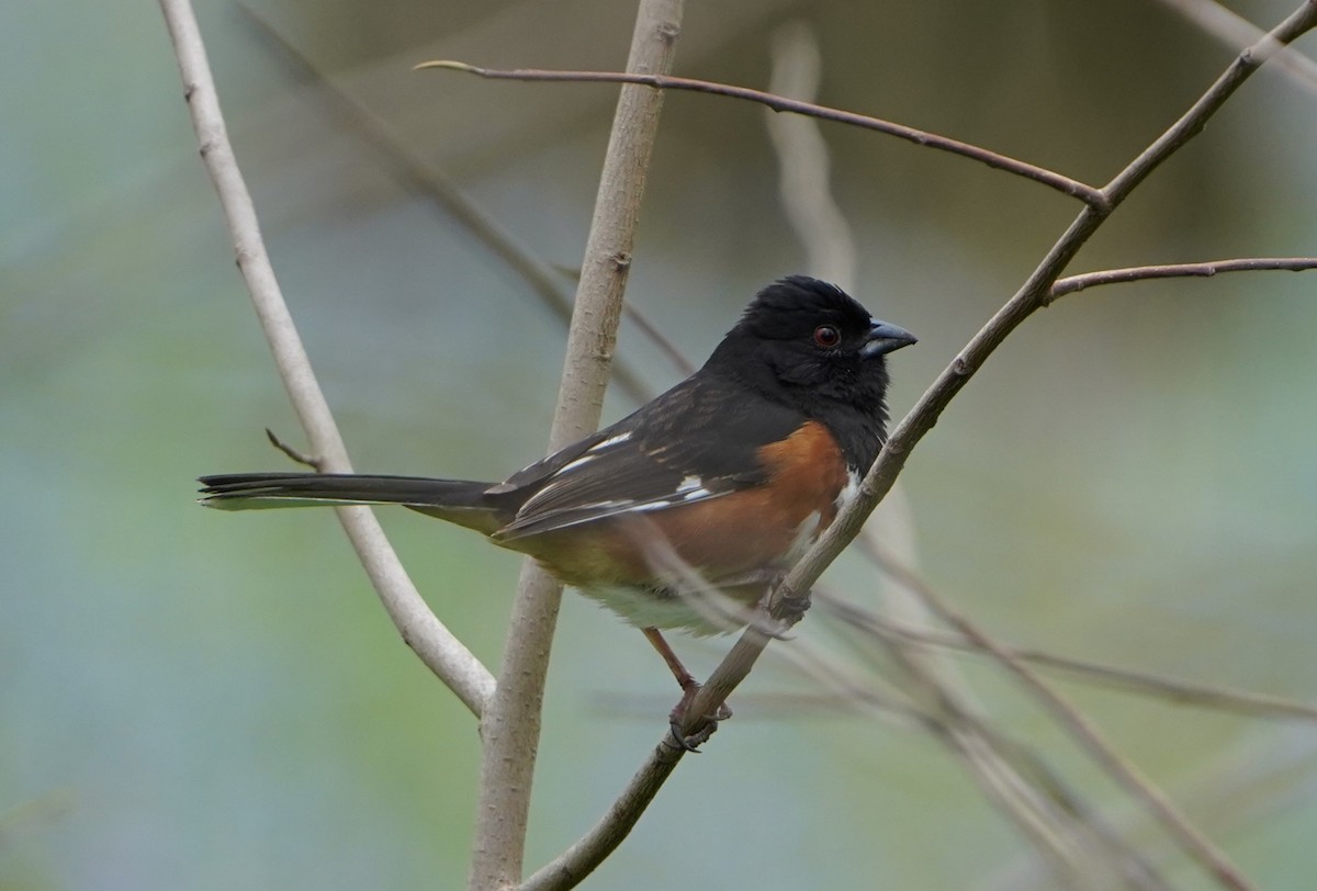 Eastern Towhee - ML634333753