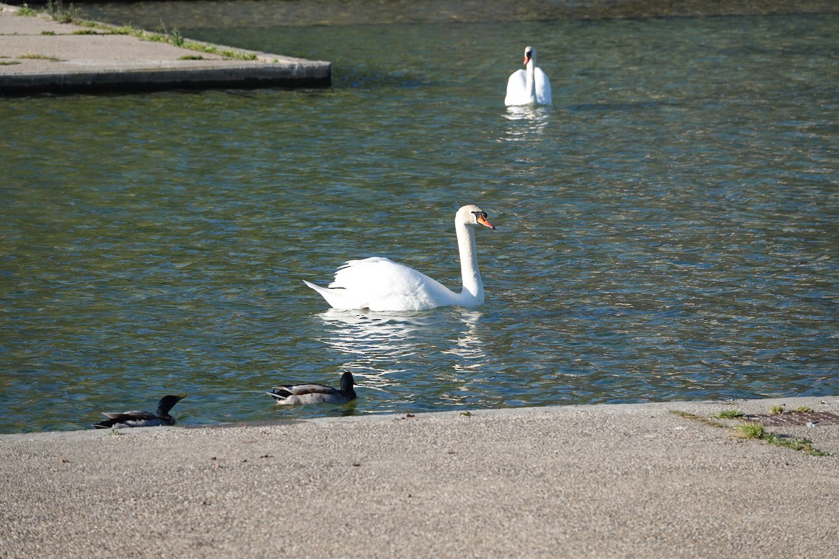 Лебідь-шипун - ML634333766