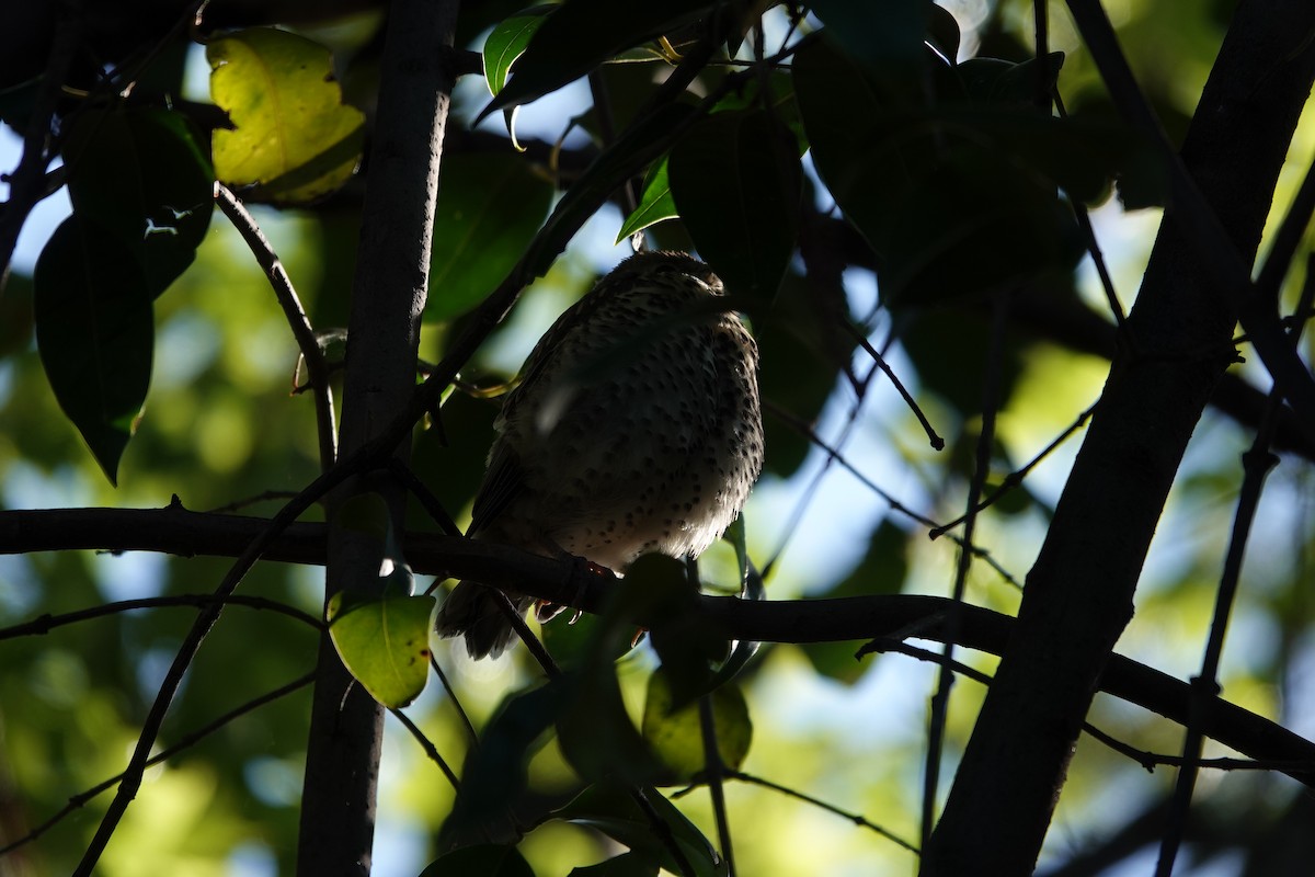 Дрізд-омелюх - ML634333811