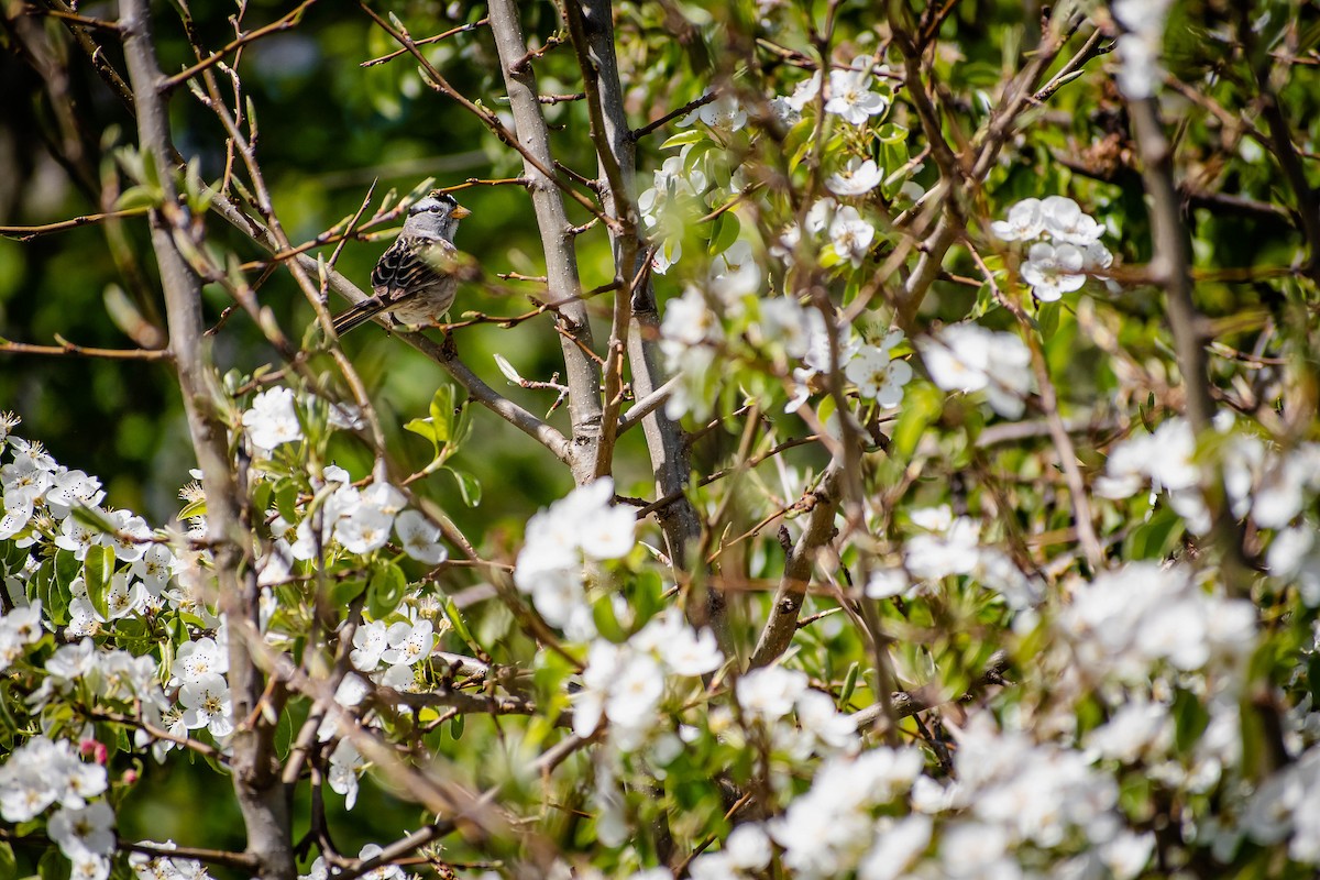 White-crowned Sparrow - ML634333813