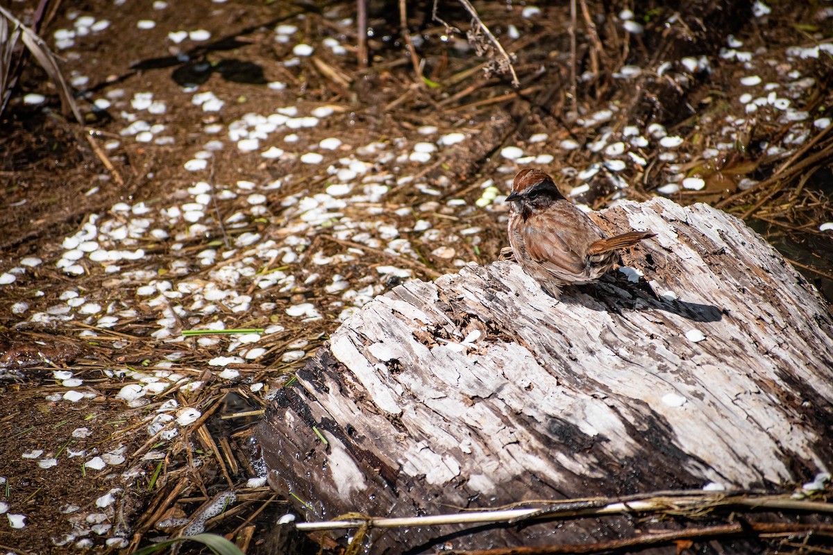 Song Sparrow - ML634333835