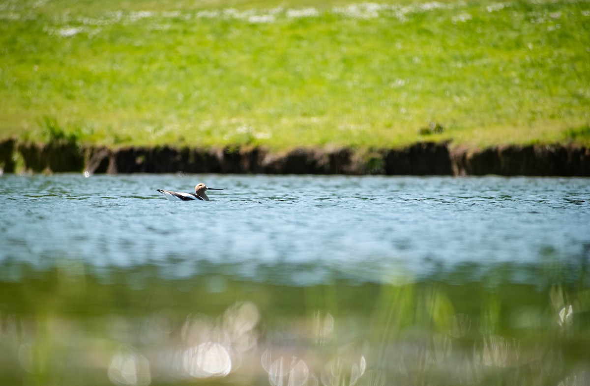 American Avocet - ML634333856