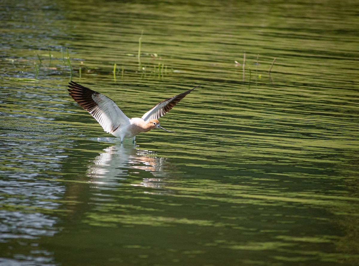 American Avocet - ML634333857