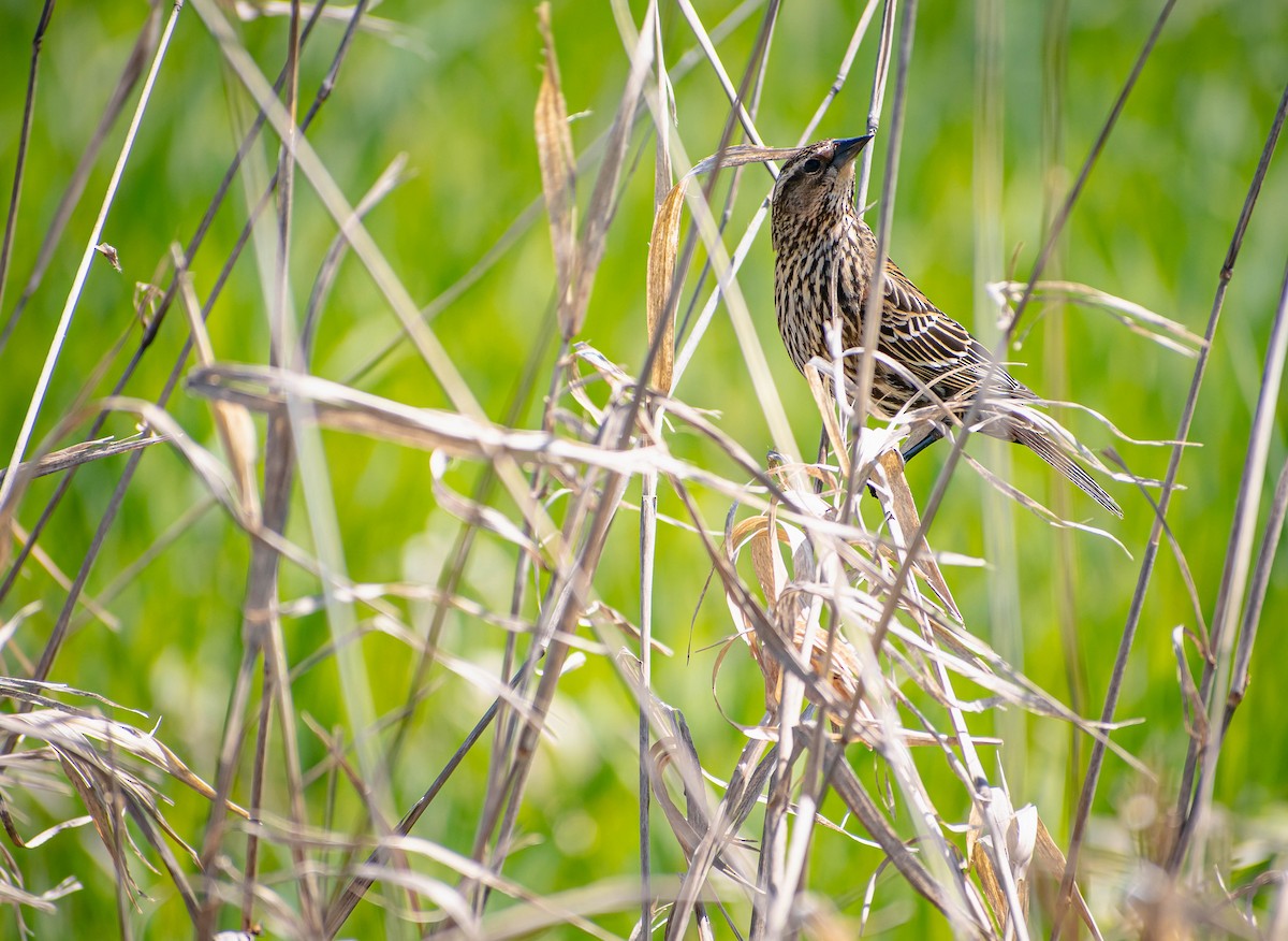 Red-winged Blackbird - ML634333891