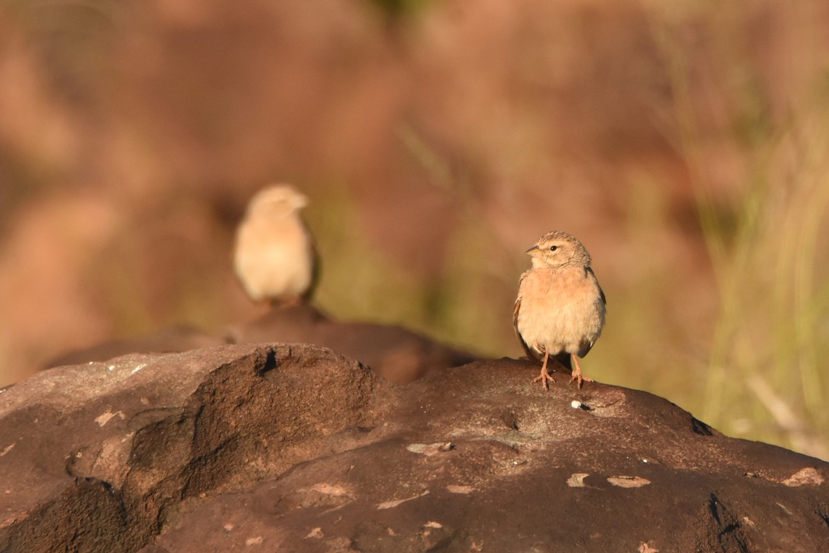 Lark-like Bunting - ML634333895