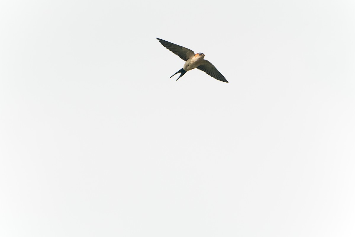 Eastern Red-rumped Swallow (Striated) - ML634334045