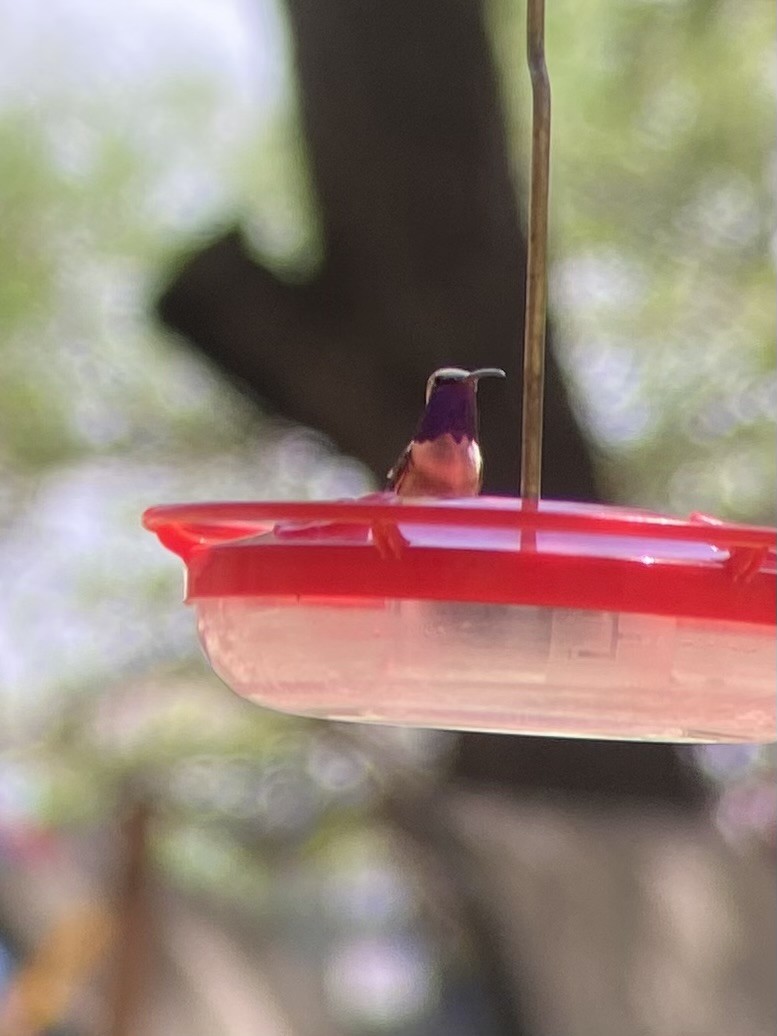 Lucifer Hummingbird - ML634334075