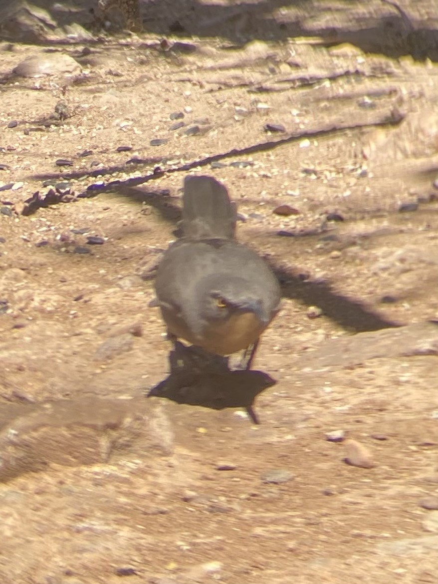 Curve-billed Thrasher - ML634334097