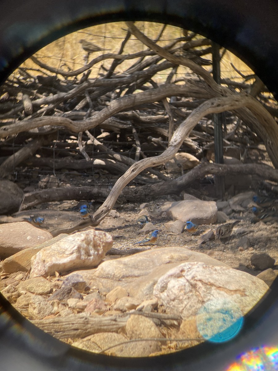 Lazuli Bunting - ML634334107